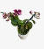 Orquídea Multiflora