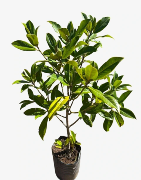 Magnolia Grandiflora blanca