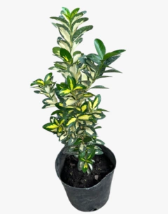 EUONYMUS AUROVARIEGATA