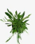 Coreopsis Grandiflora - comprar online