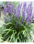 Liriope Muscari - comprar online