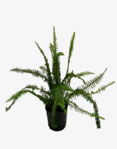 Helecho Serrucho - comprar online