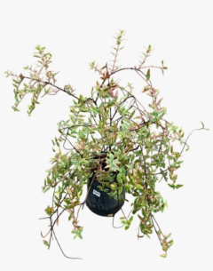 Hypericum Tricolor