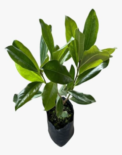 Magnolia Grandiflora - comprar online