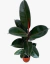 Gomero Ficus Elástica - comprar online