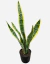 Sansevieria Variegada - comprar online