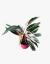 Calathea Stromante Sanguinea - comprar online