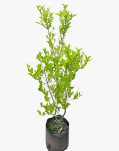 Ligustrum Ovalifolium
