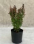 Berberis Thumbergii Red Pillar - comprar online