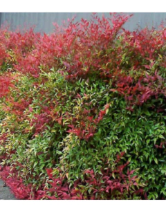 Nandina domestica - vivero vip garden