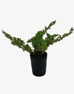 Juniperus Horizontalis Procumbens Nana - comprar online