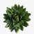 Agave Multilifera - comprar online