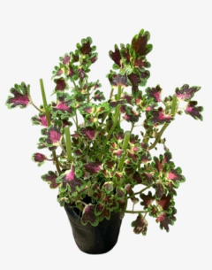 Coleus Perenne