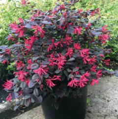 Loropetalum en internet