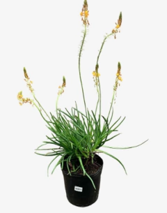 Bulbine caulescens - comprar online