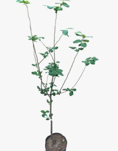 Membrillo Injertado 2A - comprar online