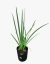 Dietes Vegeta Grandiflora - comprar online