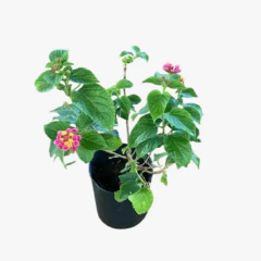 Lantana Camara - comprar online