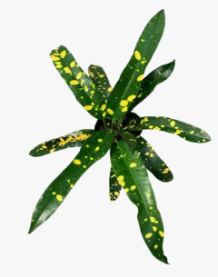 Crotón Cuero De Sapo - comprar online