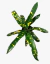 Crotón Cuero De Sapo - comprar online
