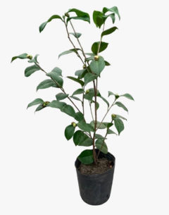 Camellia Japonica en internet