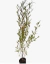 Dodonea purpura - comprar online