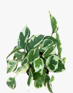 Pothus Joy blanco - comprar online