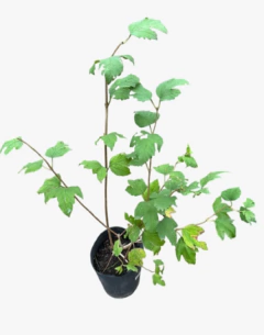 Viburnum Sterile - comprar online