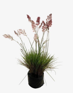Melinis Repens