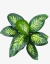 Diefenbachia Tropic