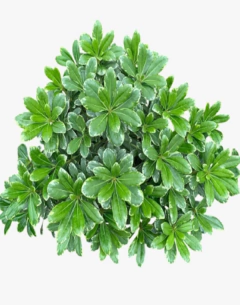 Azarero Variegado Enano - comprar online