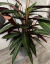 Calathea Stromante - vivero vip garden