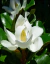 Magnolia Grandiflora blanca - comprar online
