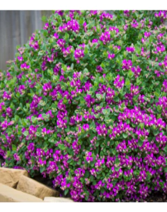 Polygala myrtifolia enana