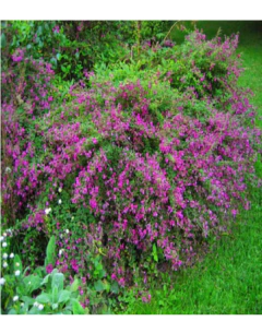 Lespedeza Thunbergii en internet