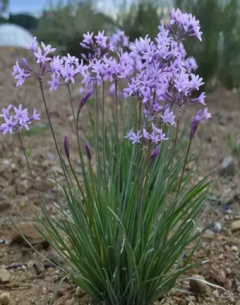 Tulbaghia violacea en internet