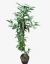 Mandarina Okitsu - comprar online