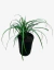 Liriope Muscari en internet