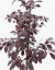 Prunus Cerasifera - Ciruelo de flor