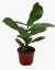 Ficus Pandurata en internet