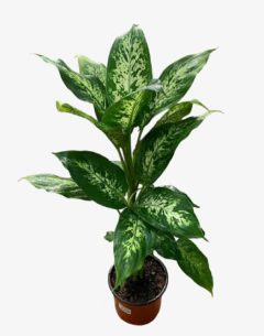Diefenbachia Mariana