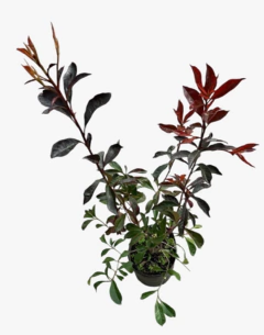Photinia ASTOR - comprar online