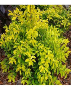 Duranta Repens Aurea en internet