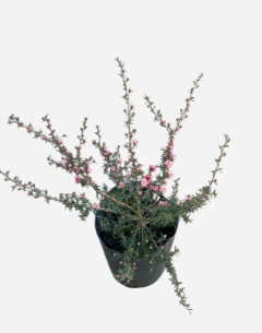 Leptospermun Tea tree en internet