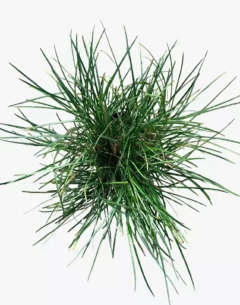 Pasto ingles - comprar online