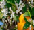 Naranja Jugo salustiana - tienda online