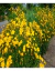 Coreopsis Grandiflora - tienda online