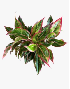 Aglonema Ruby - comprar online