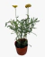 Achilea Amarilla - comprar online