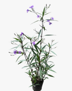 Ruellia Macrantha en internet